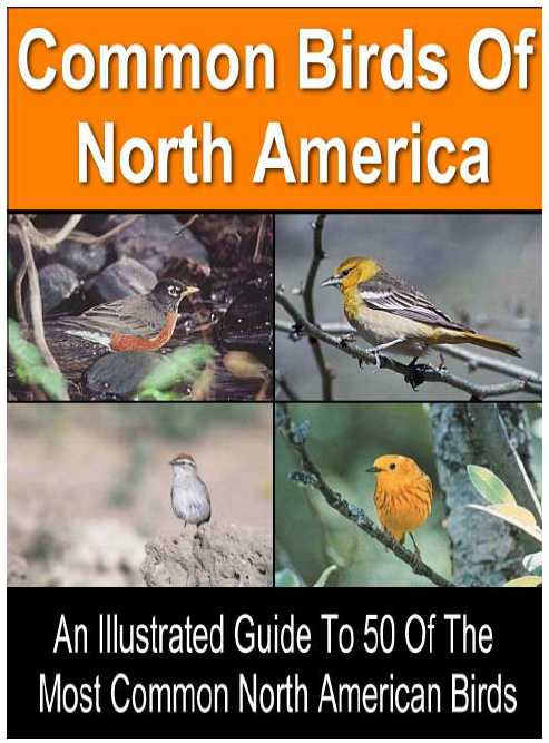 Illustrated Guide To 50 Of The Most Common North American Birds - PDF file - Instant Download